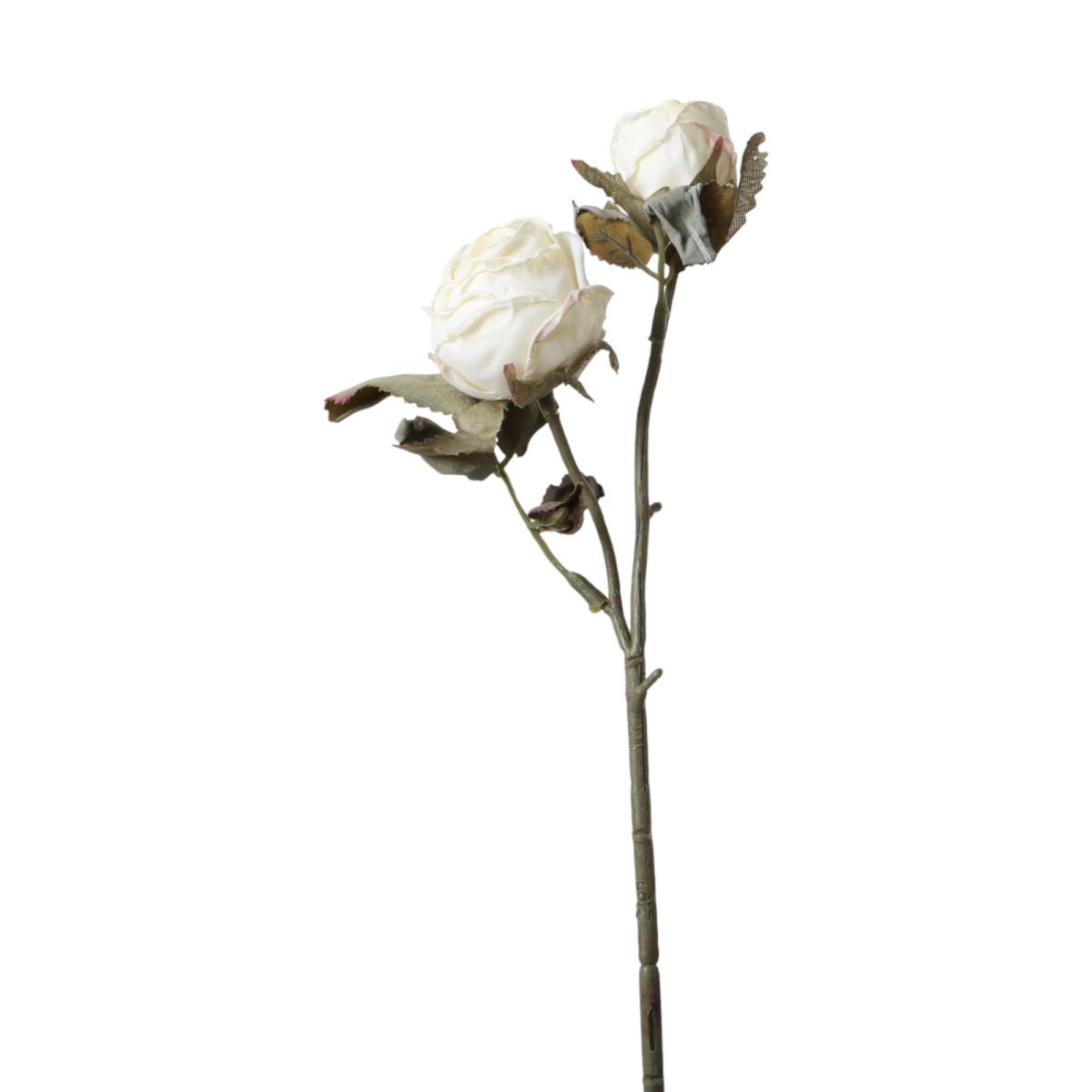 Rosen verzweigt weiß