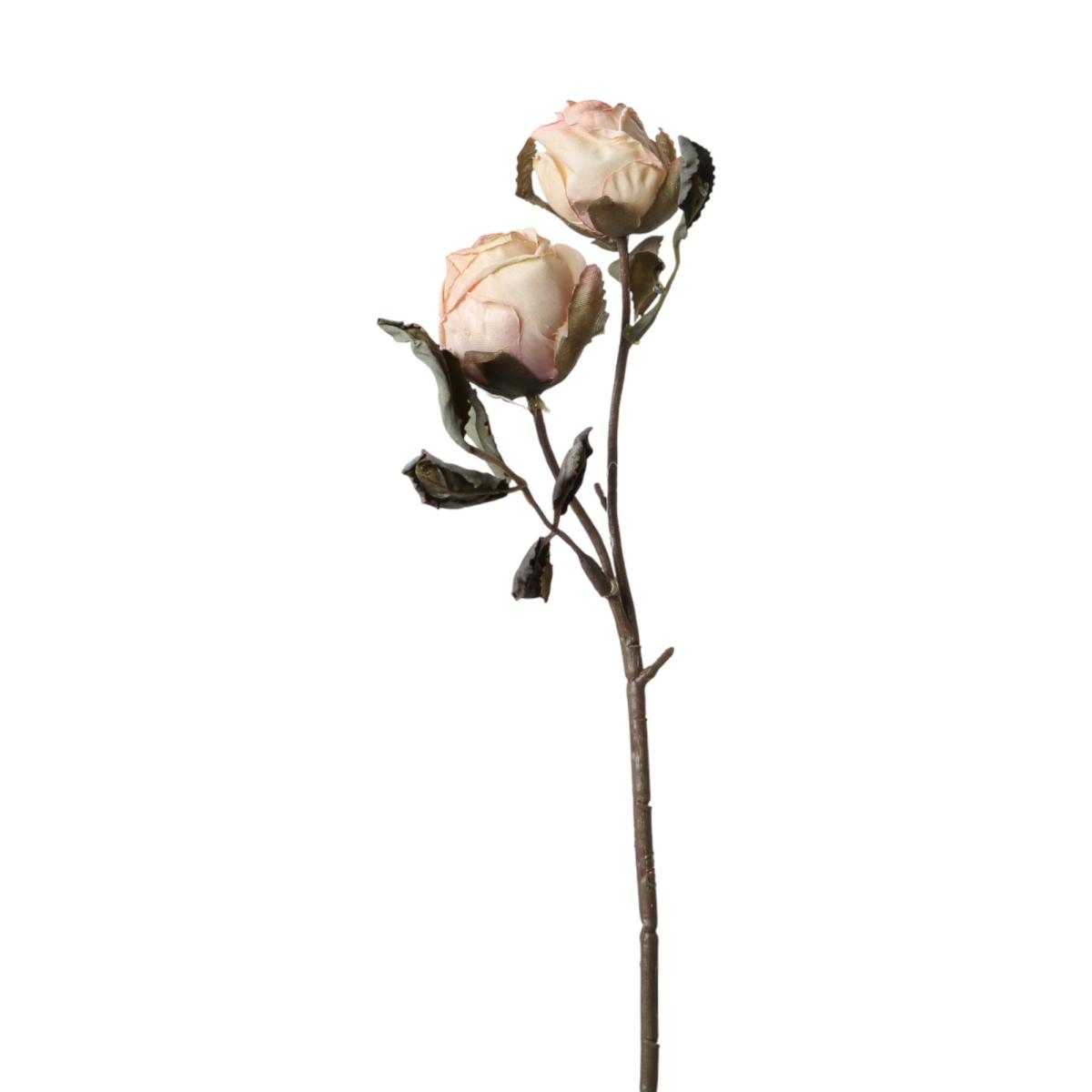 Rosen verzweigt creme