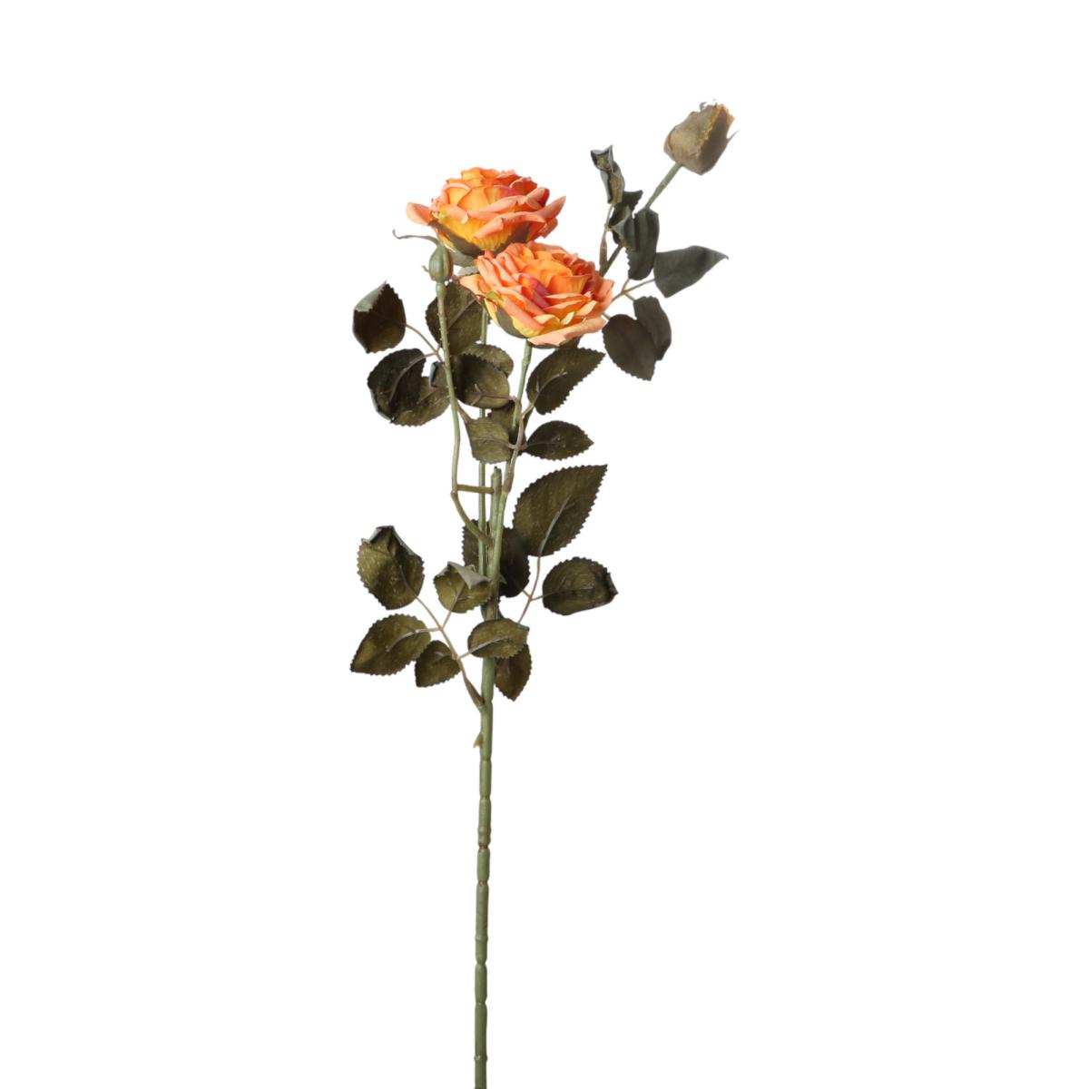 Rosen verzweigt orange