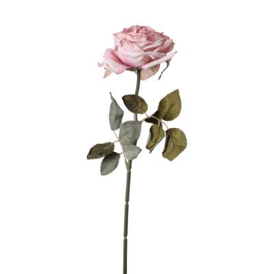 Rose-Einstieler rosa