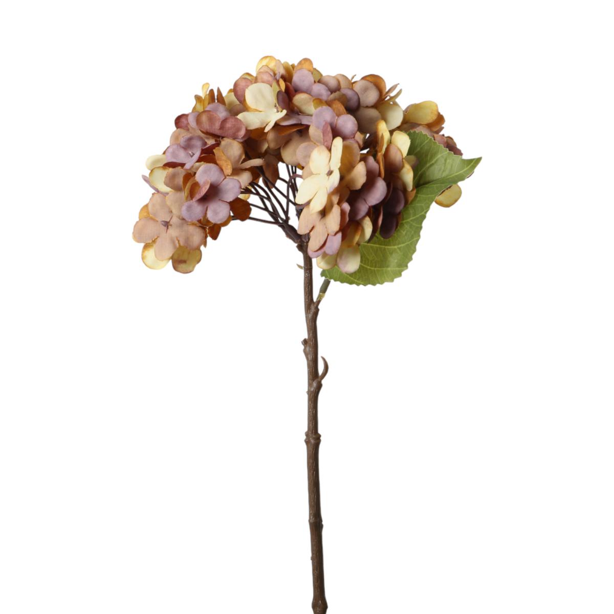 Hortensie-Einstieler orange