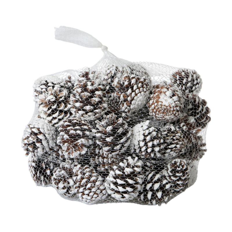 Pinus Nigra mit weiße spitze