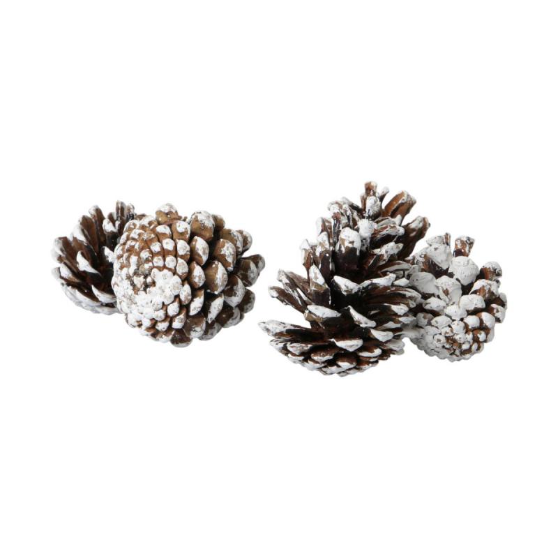 Pinus Nigra mit weiße spitze