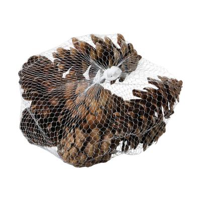 Pinus peuce white washed