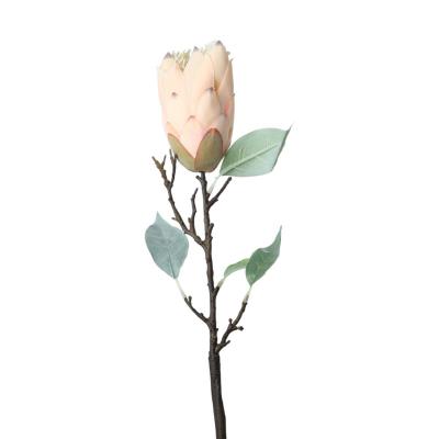 Protea-Einstieler creme