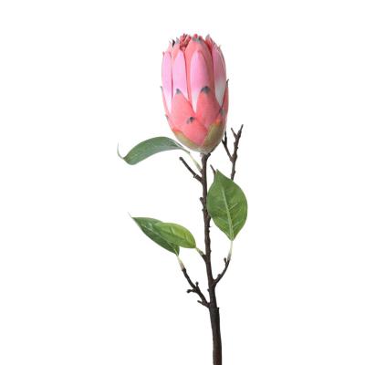 Protea-Einstieler hellrot