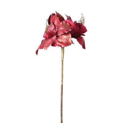 Amaryllis-Einstieler bordeaux