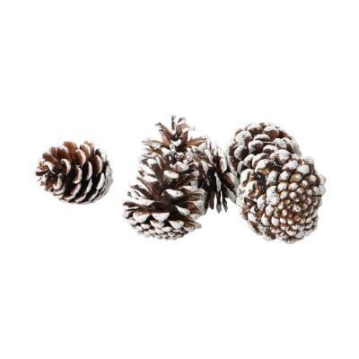 Pinus Nigra mit weiße spitze