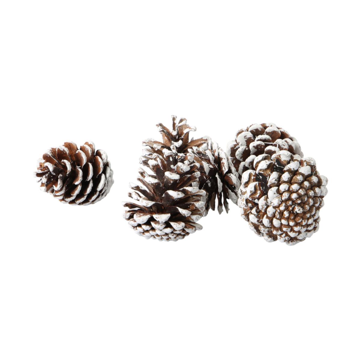 Pinus Nigra mit weiße spitze