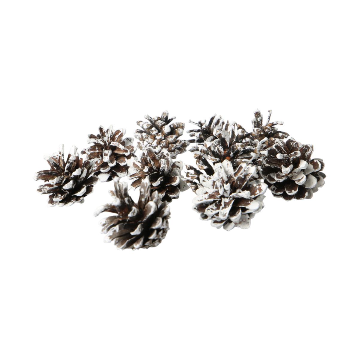 Pinus Silvestris mit weiße spitze