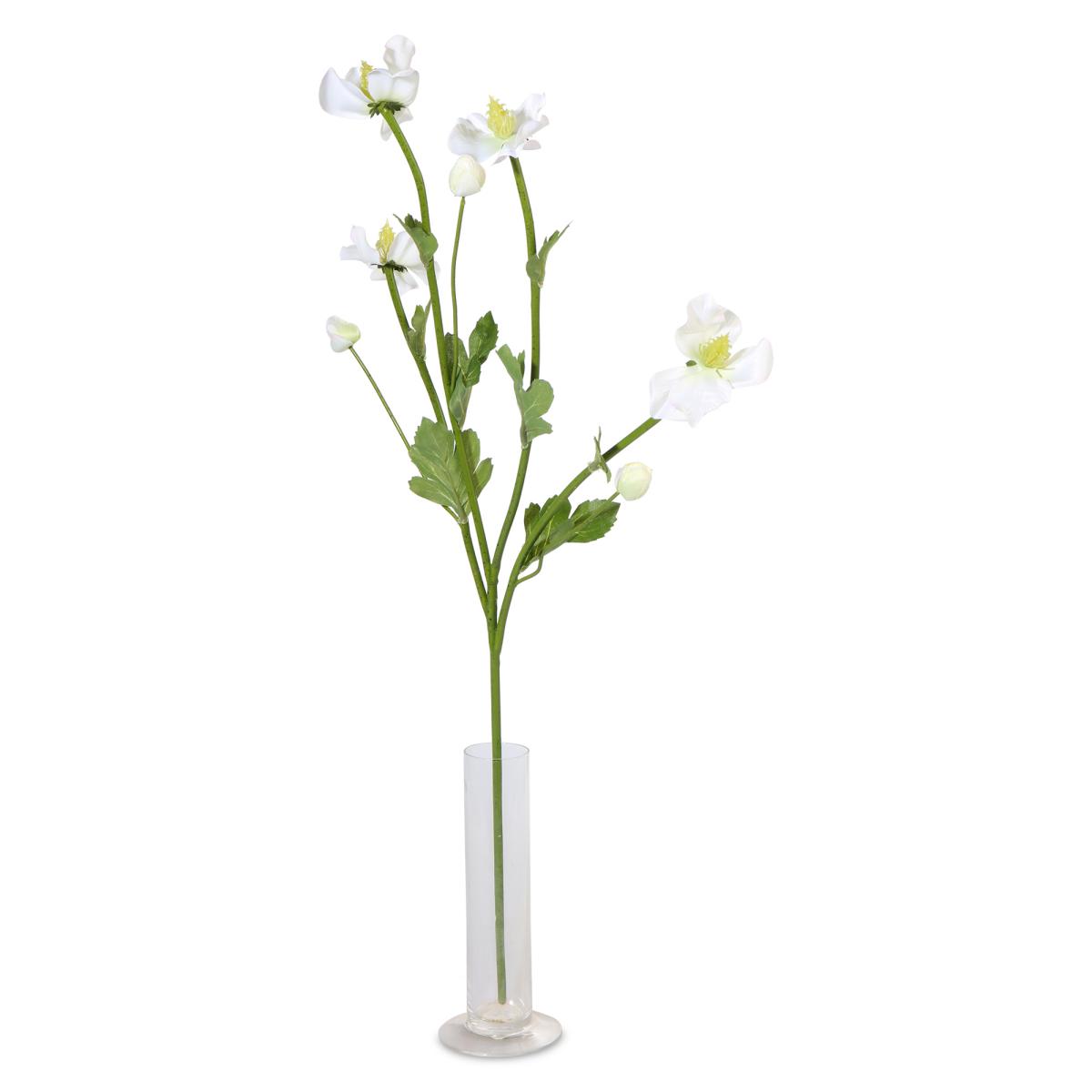 Helleborus-Einstieler