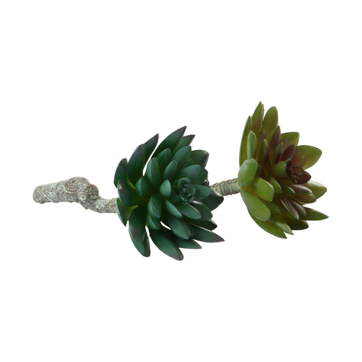 Sempervivum-Einstieler Farbmix