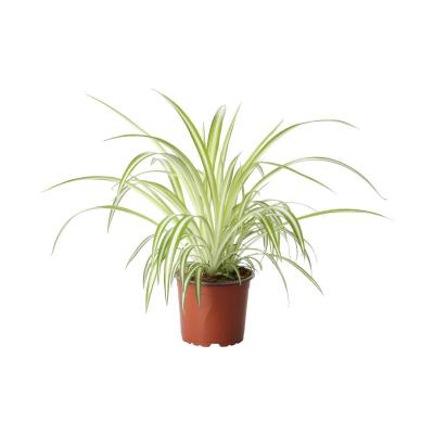 Chlorophytum T 12