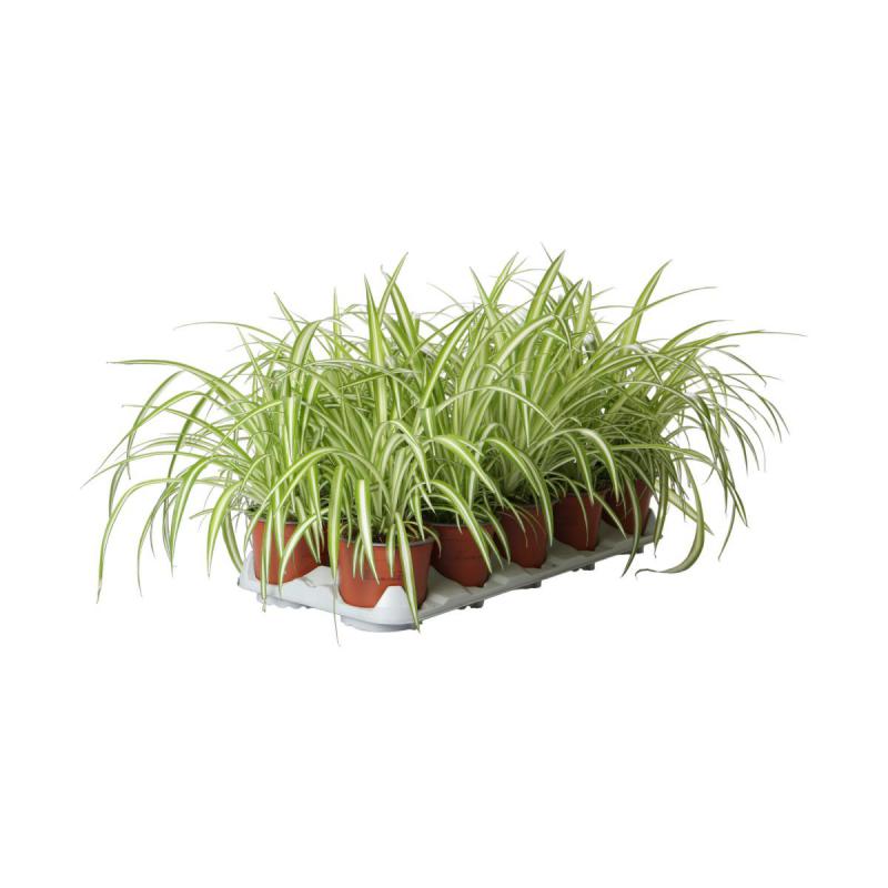 Chlorophytum T 12