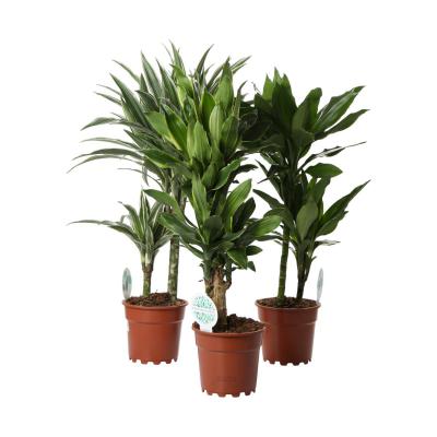 Dracaena fragr. T 17