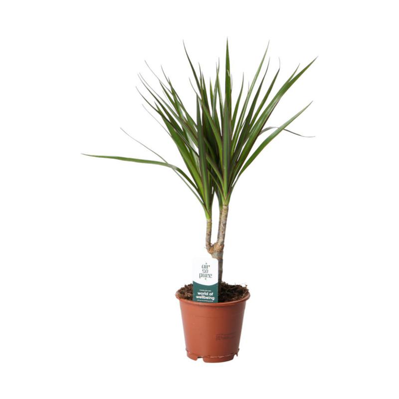 Dracaena marginata T 12