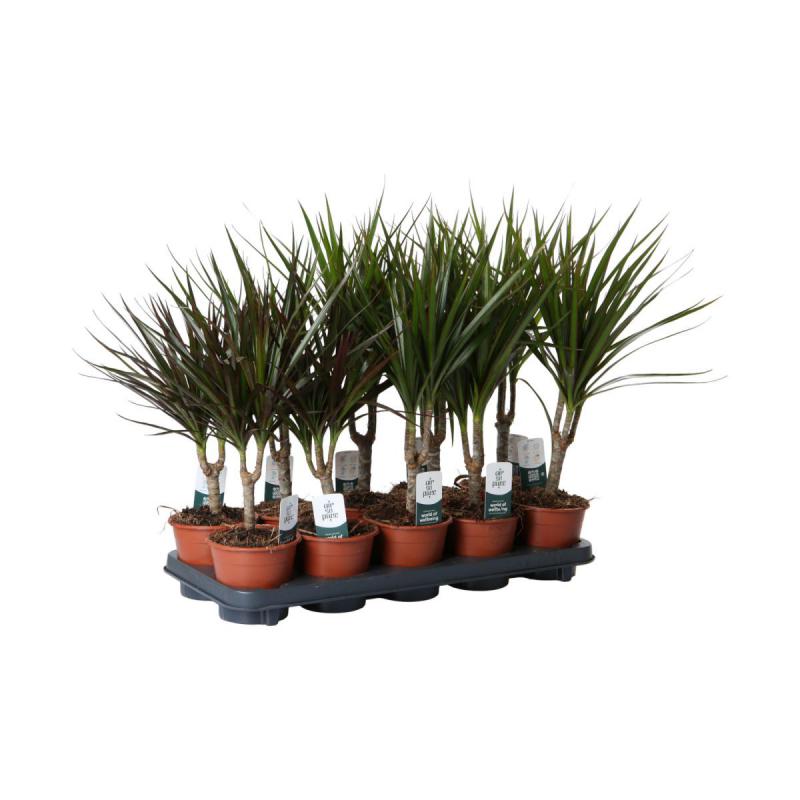 Dracaena marginata T 12