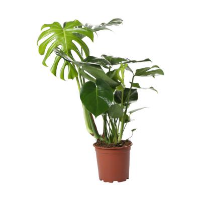 Monstera T 19