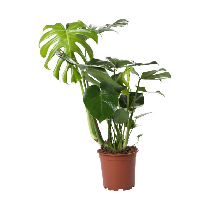 Monstera T 19
