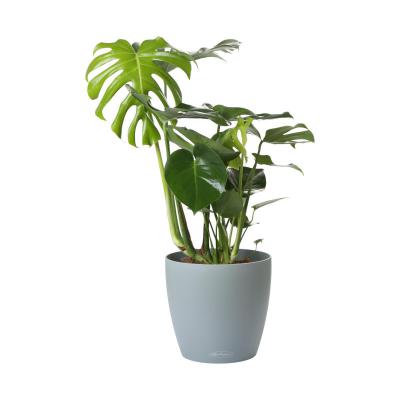 Monstera T 19