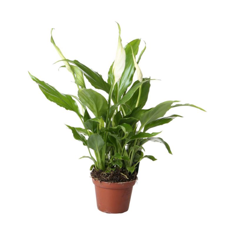 Spathiphyllum T 6