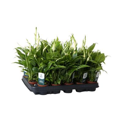Spathiphyllum T 6