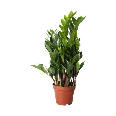 Zamioculcas T 12