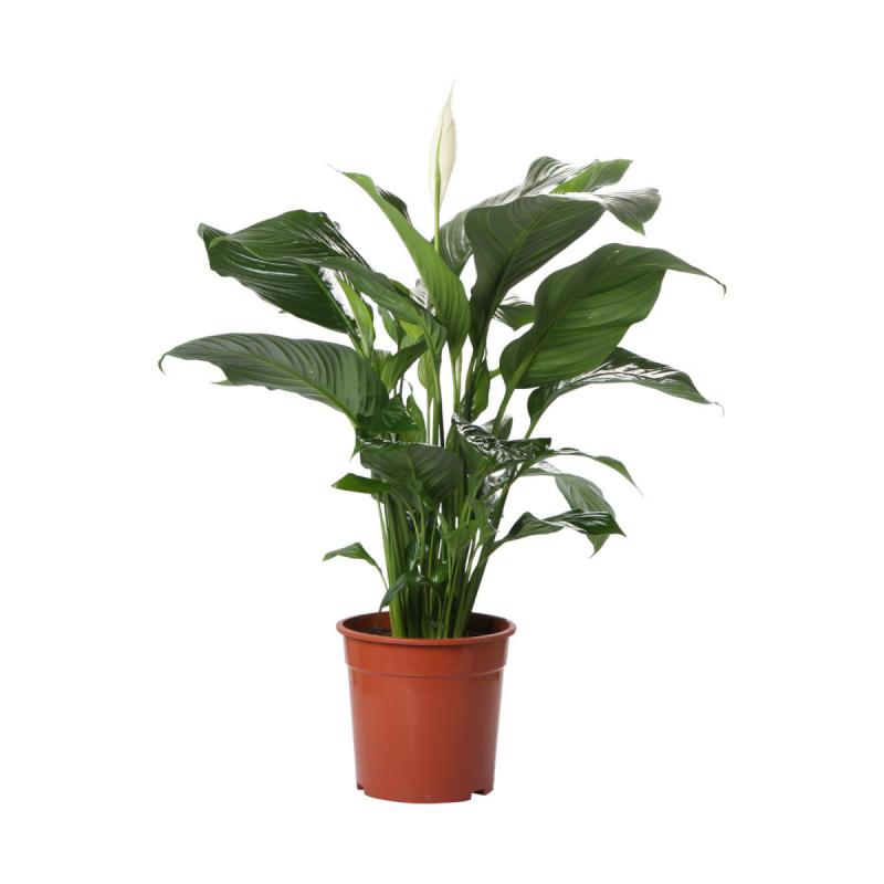 Spathiphyllum T 24