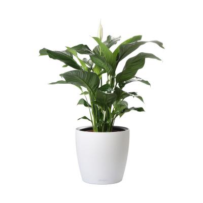 Spathiphyllum T 24
