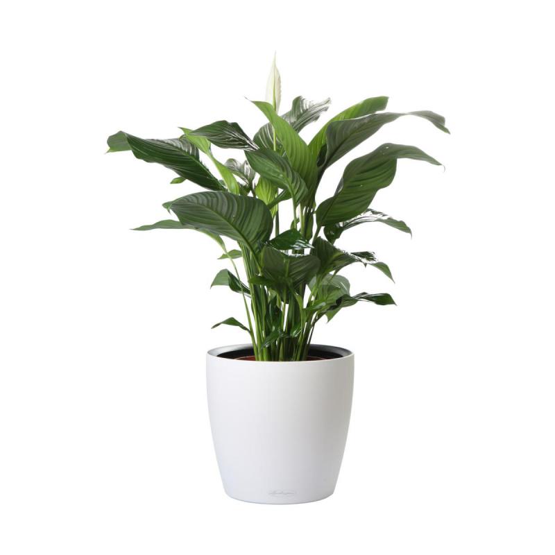 Spathiphyllum T 24