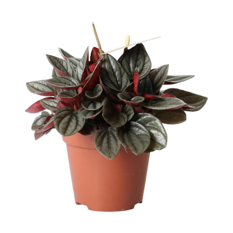 Peperomia T 12