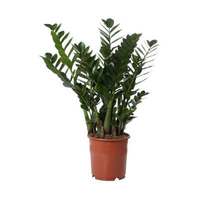 Zamioculcas T 24