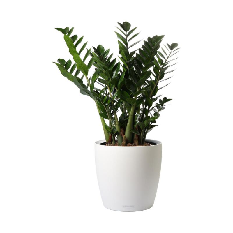 Zamioculcas T 24
