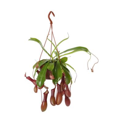 Nepenthes Ampel T 14