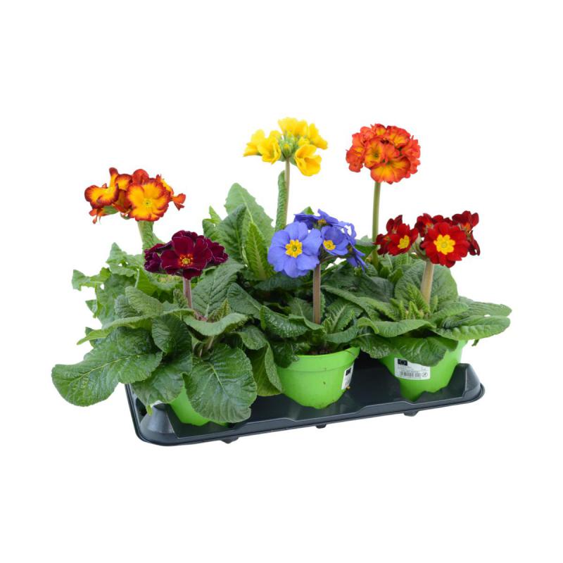 Primula elatior T 12