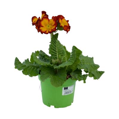 Primula elatior T 12