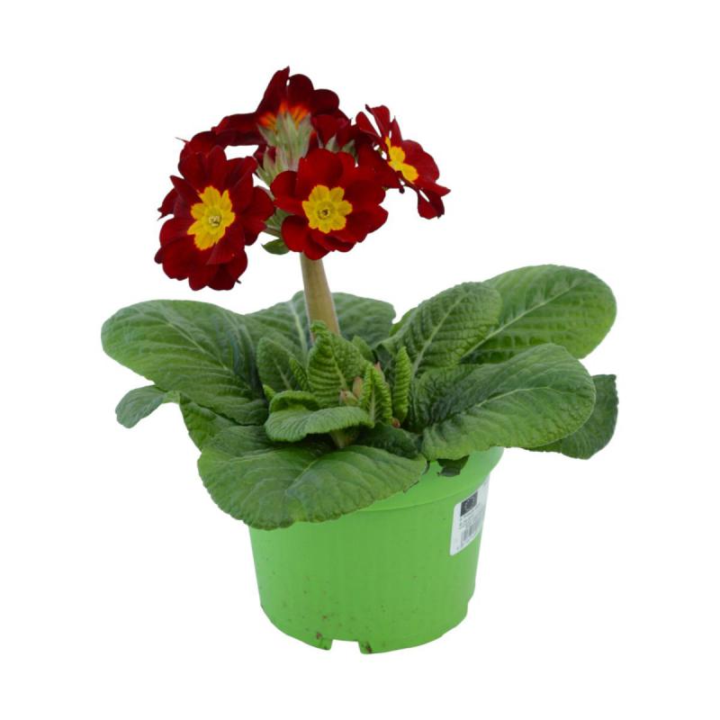 Primula elatior T 12