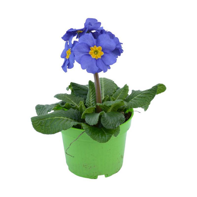 Primula elatior T 12