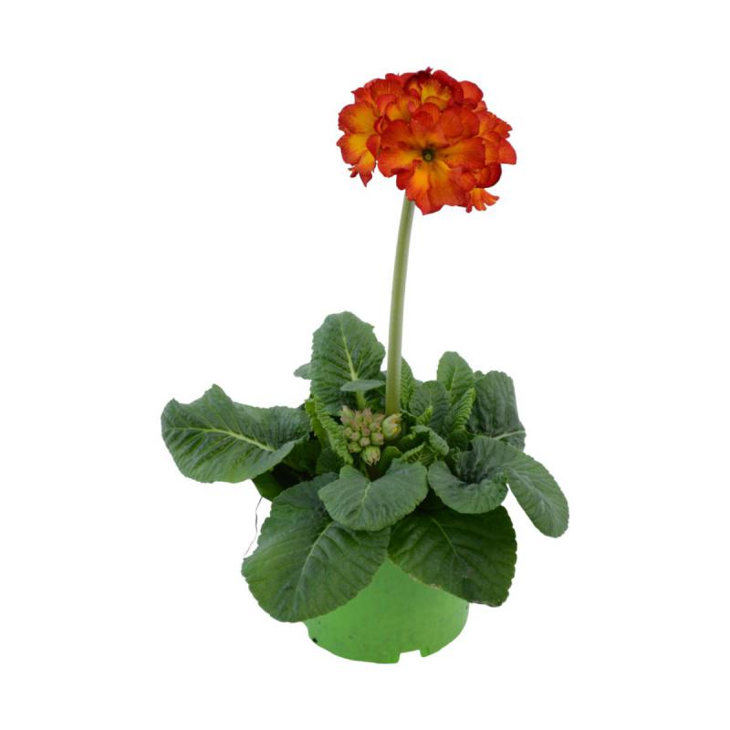 Primula elatior T 12