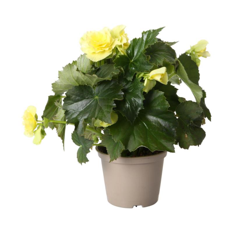 Begonia Solenia T 13