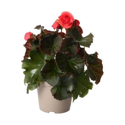 Begonia Solenia T 13