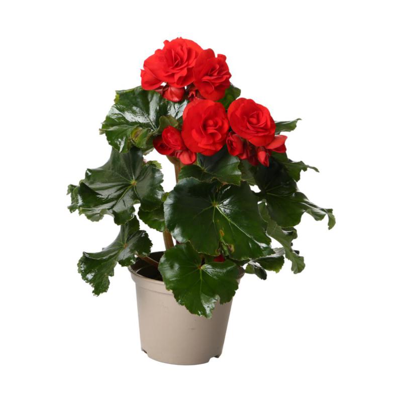 Begonia Solenia T 13