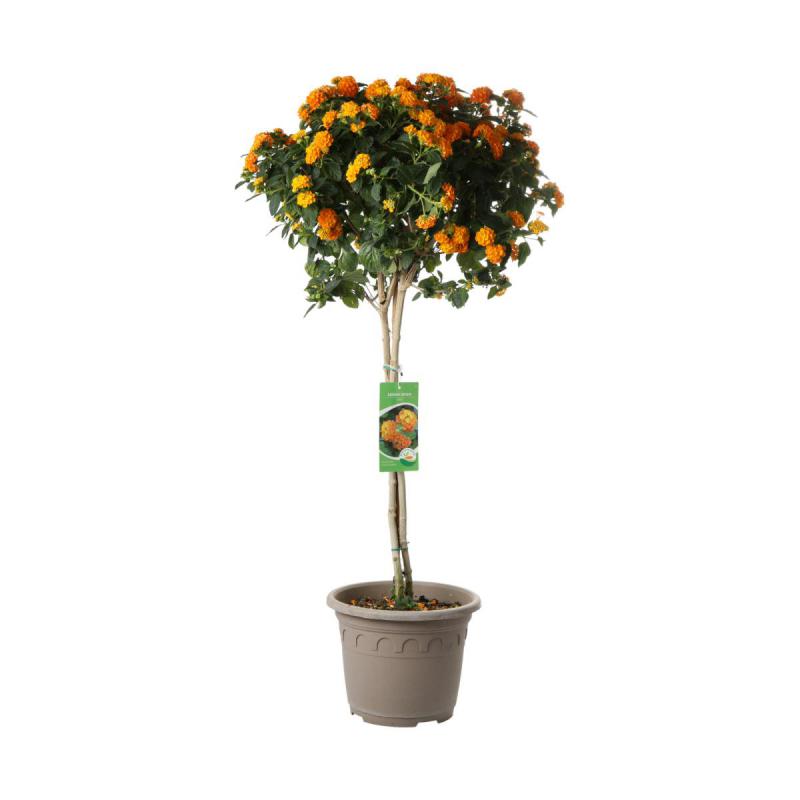 Lantana Stamm T 26