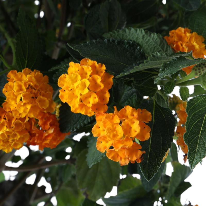 Lantana Stamm T 26