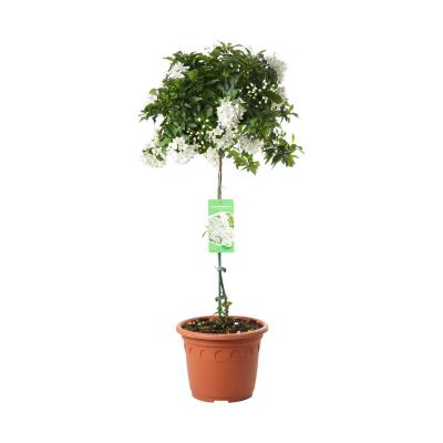 Solanum jasm. Stamm T 26