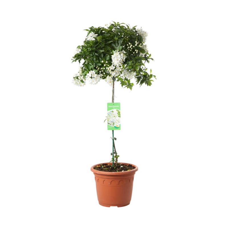 Solanum jasm. Stamm T 26