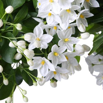 Solanum jasm. Stamm T 26