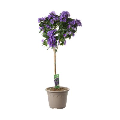 Solanum rant. Stamm T 26