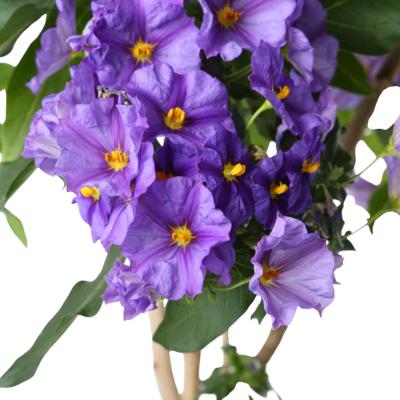 Solanum rant. Stamm T 26