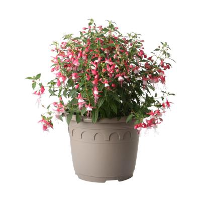 Fuchsia Busch T 32